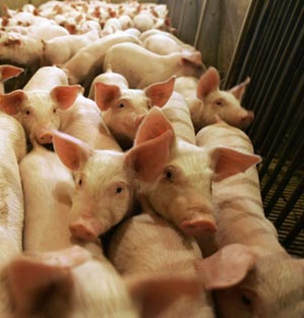 The rise and rise of swine flu The rise and rise of swine flu